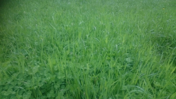 AGROSERV.ch, Cotti Agrar Forst Kommunal, Pirmin Cotti, Caltgera 5, CH - 7456 Sur